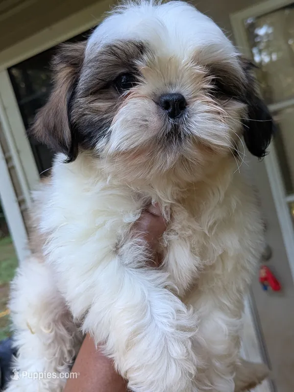 Black – Shih Tzu puppy for sale in Macon, GA