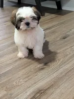 Zyla, a male Shih Tzu for sale in Macon, GA – 10 of 10
