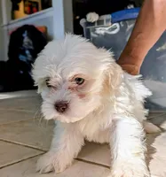Rain, a female Shih Tzu and Shichon for sale in Macon, GA – 5 of 10