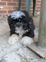 Lucky, a male Shih Tzu for sale in Macon, GA – 5 of 8