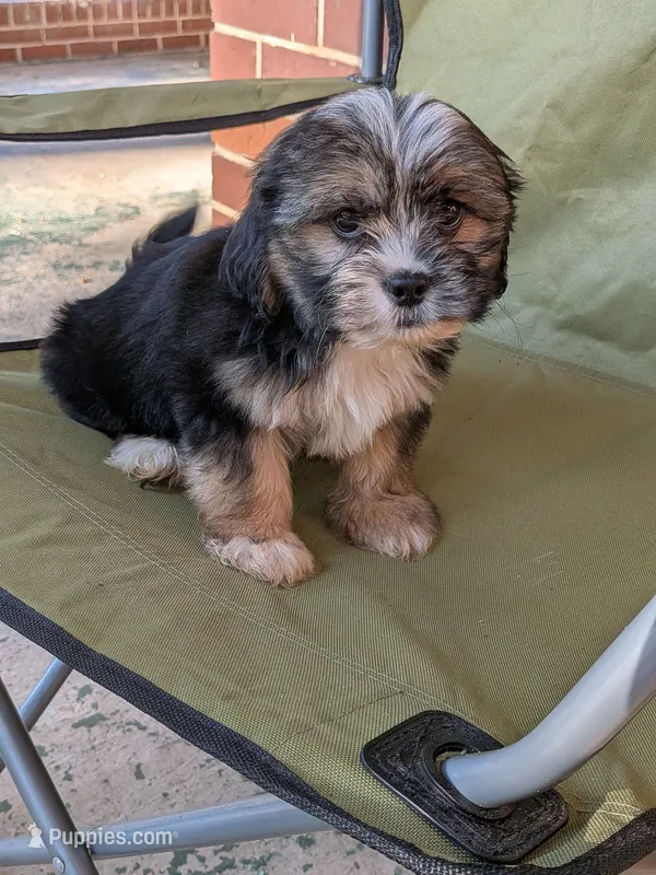 Ace – Shih Tzu, Shorkie puppy for sale in Macon, GA