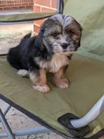 Ace, a male Shih Tzu and Shorkie for sale in Macon, GA – 1 of 1