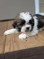Diego, a male Shih Tzu and Shorkie for sale in Macon, GA – Photo 5 of 8