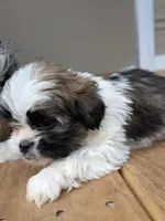 Diego, a male Shih Tzu and Shorkie for sale in Macon, GA – Photo 8 of 8