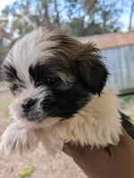 Diego, a male Shih Tzu and Shorkie for sale in Macon, GA – Photo 4 of 8