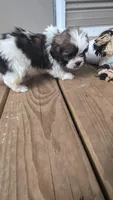 Diego, a male Shih Tzu and Shorkie for sale in Macon, GA – Photo 1 of 8