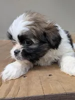 Diego, a male Shih Tzu and Shorkie for sale in Macon, GA – Photo 7 of 8