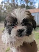 Diego, a male Shih Tzu and Shorkie for sale in Macon, GA – Photo 6 of 8