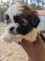 Diego, a male Shih Tzu and Shorkie for sale in Macon, GA – Photo 3 of 8