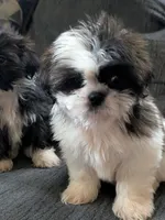 Zyla, a female Shih Tzu for sale in Macon, GA – 4 of 7