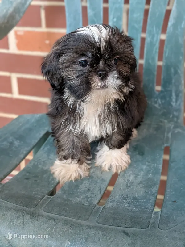 Nala – Shih Tzu puppy for sale in Macon, GA