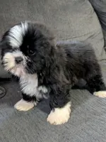 Seven, a male Shih Tzu and Shorkie for sale in Macon, GA – 5 of 10