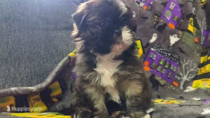 Red – Shih Tzu puppy for sale in Macon, GA