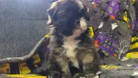 Red, a male Shih Tzu for sale in Macon, GA – 1 of 7