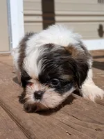 Green, a male Shih Tzu for sale in Macon, GA – 2 of 3