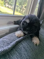 Moonpie, a female Shih Tzu and Shorkie for sale in Macon, GA – 3 of 3