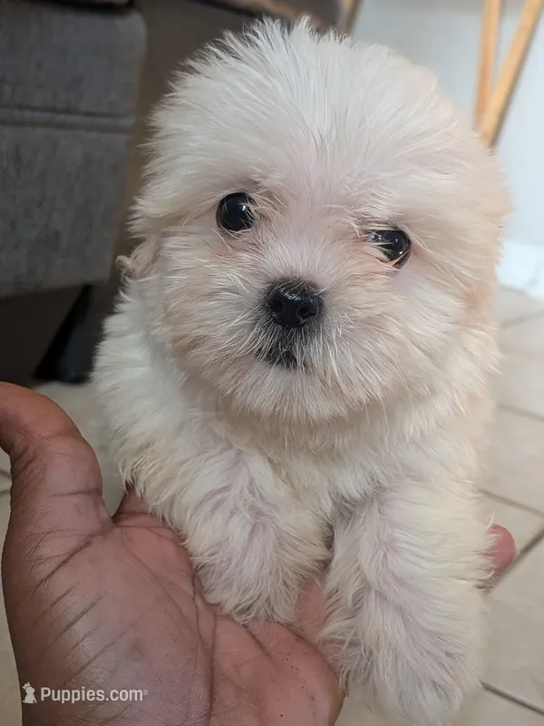 Sassy – Shih Tzu, Shichon puppy for sale in Macon, GA