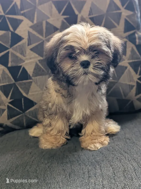 Cody – Shih Tzu, Shorkie puppy for sale in Macon, GA