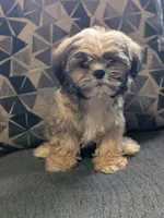 Cody, a male Shih Tzu and Shorkie for sale in Macon, GA – 1 of 5