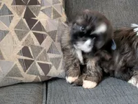 Red, a female Shih Tzu for sale in Macon, GA – 8 of 10