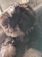 Nala, a female Shih Tzu for sale in Macon, GA – 6 of 8