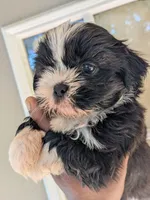 Seven, a male Shih Tzu and Shorkie for sale in Macon, GA – 3 of 4