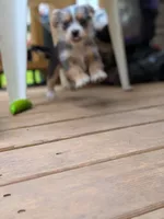 Megan, a female Dachshund and Shih Tzu for sale in Macon, GA – 2 of 6