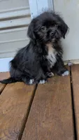Black boy, a male Shih Tzu for sale in Macon, GA – 1 of 1