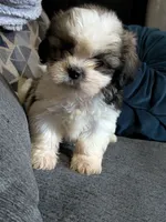 Miles, a male Shih Tzu and Shorkie for sale in Macon, GA – 1 of 1