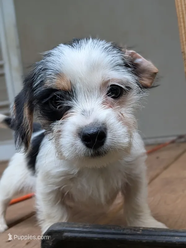 Tip – Dachshund, Shih Tzu puppy for sale in Macon, GA