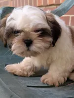 Zyla, a male Shih Tzu for sale in Macon, GA – 7 of 10