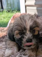 Lumi, a male Shih Tzu and Shorkie for sale in Macon, GA – 1 of 6