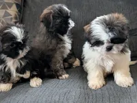 Zyla, a female Shih Tzu for sale in Macon, GA – 7 of 7
