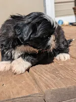 Seven, a male Shih Tzu and Shorkie for sale in Macon, GA – 4 of 4