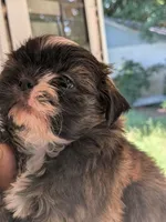 Red, a male Shih Tzu for sale in Macon, GA – 2 of 7