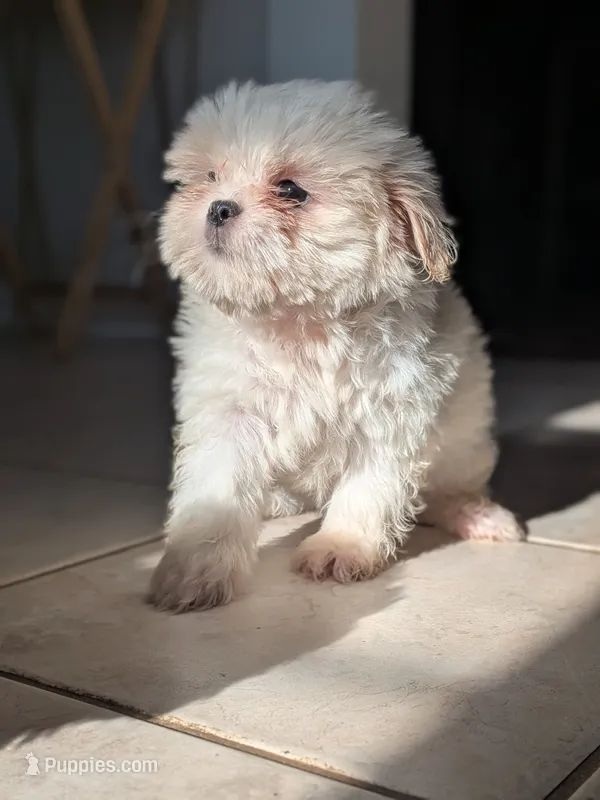 Georgia – Shih Tzu, Shichon puppy for sale in Macon, GA