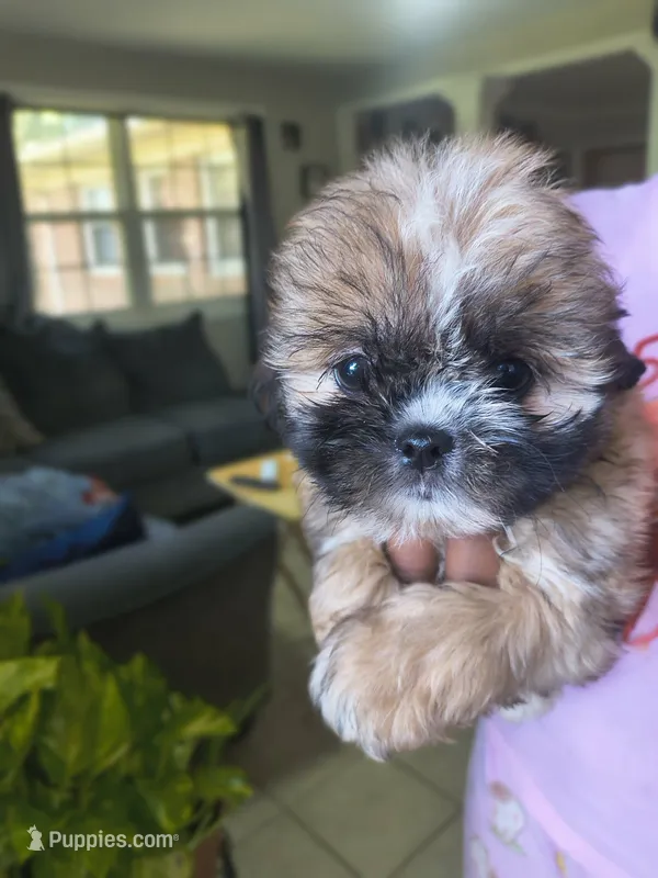 Pink – Shih Tzu, Shorkie puppy for sale in Macon, GA