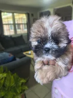 Pink, a female Shih Tzu and Shorkie for sale in Macon, GA – 1 of 4