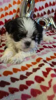 Nacho, a male Shih Tzu and Shorkie for sale in Macon, GA – Photo 8 of 10