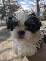 Nacho, a male Shih Tzu and Shorkie for sale in Macon, GA – Photo 7 of 10