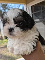Nacho, a male Shih Tzu and Shorkie for sale in Macon, GA – Photo 2 of 10