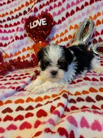 Nacho, a male Shih Tzu and Shorkie for sale in Macon, GA – Photo 3 of 10