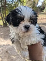 Nacho, a male Shih Tzu and Shorkie for sale in Macon, GA – Photo 5 of 10
