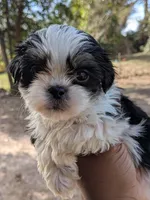 Nacho, a male Shih Tzu and Shorkie for sale in Macon, GA – Photo 6 of 10