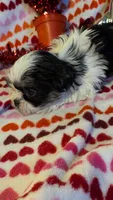 Nacho, a male Shih Tzu and Shorkie for sale in Macon, GA – Photo 10 of 10