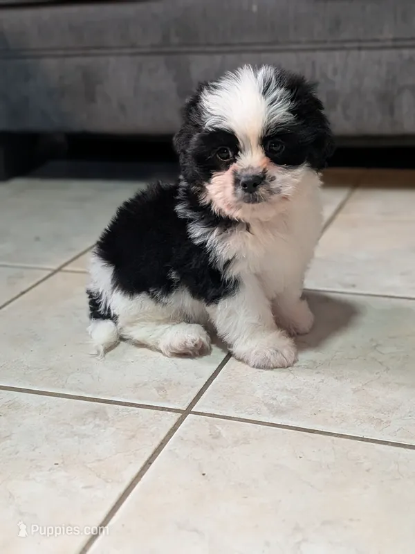 Mr. T – Shih Tzu, Shorkie puppy for sale in Macon, GA