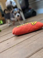 Megan, a female Dachshund and Shih Tzu for sale in Macon, GA – 3 of 6