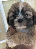 Lumi, a male Shih Tzu and Shorkie for sale in Macon, GA – 3 of 6