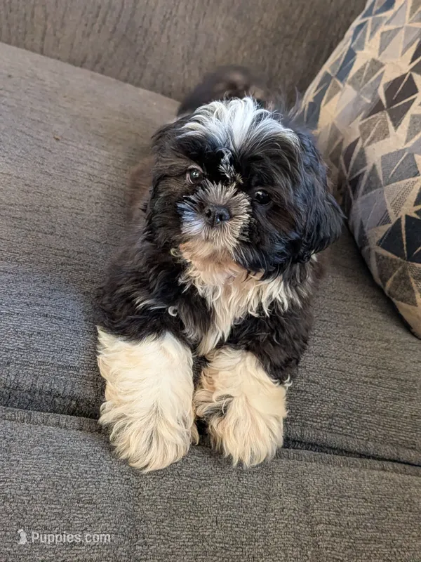 Lucky – Shih Tzu puppy for sale in Macon, GA