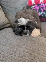 Lucky, a male Shih Tzu for sale in Macon, GA – 3 of 8